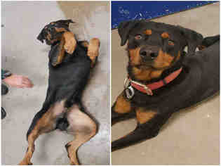 Rottweiler Dogs for adoption in Brighton, CO, USA