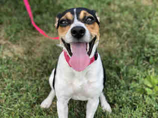 Raggle Dogs for adoption in Urbana, IL, USA