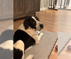Mutt Dogs for adoption in Gainesville, FL, USA