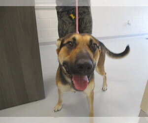 German Shepherd Dog-Unknown Mix Dogs for adoption in Ocala, FL, USA