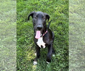 Collie-Great Dane Mix Dogs for adoption in Bullard, TX, USA