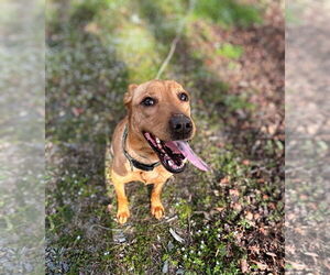 Mutt Dogs for adoption in Holly Springs, NC, USA