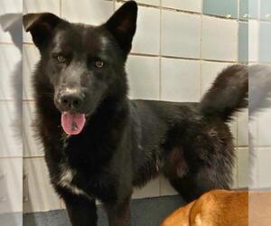 German Shepherd Dog-Unknown Mix Dogs for adoption in San Antonio, TX, USA