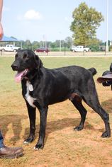 Mutt Dogs for adoption in Greenwood, LA, USA