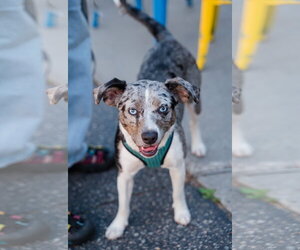 Australian Shepherd-Chihuahua Mix Dogs for adoption in St. Louis Park, MN, USA