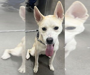 Siberian Husky-Unknown Mix Dogs for adoption in Forestville, MD, USA