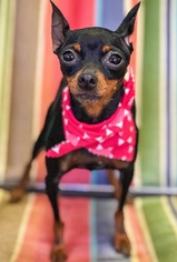 Miniature Pinscher Dogs for adoption in Raytown, MO, USA