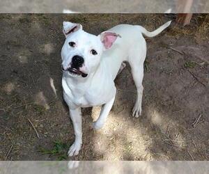 American Bulldog Dogs for adoption in West Valley, UT, USA