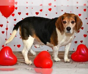 Beagle Dogs for adoption in West Valley, UT, USA