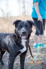 Borador Dogs for adoption in Hernando, MS, USA