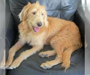 Labradoodle Dogs for adoption in Grovertown, IN, USA