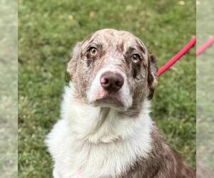 Australian Shepherd-Unknown Mix Dogs for adoption in Yardley, PA, USA
