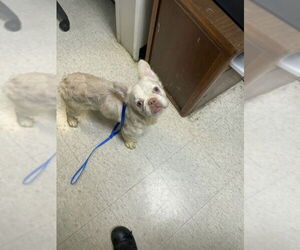 French Bulldog Dogs for adoption in Plano, TX, USA