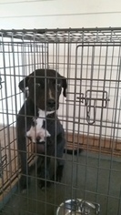 American Bulldog-Unknown Mix Dogs for adoption in Tuskegee, AL, USA