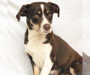 Cardigan Welsh Corgi Dogs for adoption in Fredericksburg, TX, USA