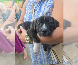 American Staffordshire Terrier-Unknown Mix Dogs for adoption in Holly Springs, NC, USA