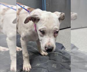 Mutt Dogs for adoption in Las Vegas, NV, USA