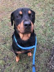 Rottweiler Dogs for adoption in Strongsville, OH, USA