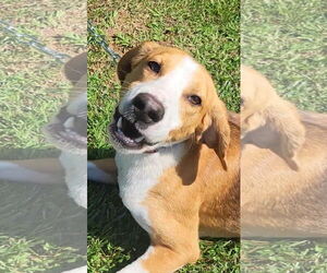 Medium Photo #2 American Foxhound-Unknown Mix Puppy For Sale in Forest, VA, USA