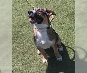 Border Collie Dogs for adoption in Salinas, CA, USA