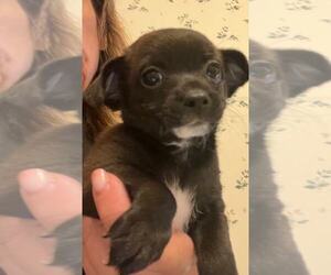 Rat-Cha Dogs for adoption in MIDWAY, UT, USA