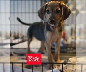 Labrador Retriever-Unknown Mix Dogs for adoption in Brewster, NY, USA