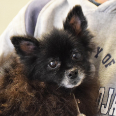 Pomeranian Dogs for adoption in Huntley, IL, USA
