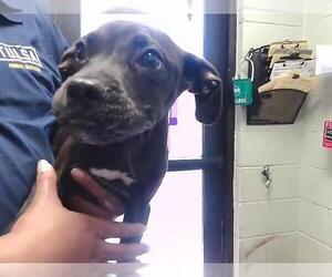 Mutt Dogs for adoption in Tulsa, OK, USA