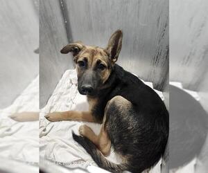 German Shepherd Dog Dogs for adoption in San Antonio, TX, USA