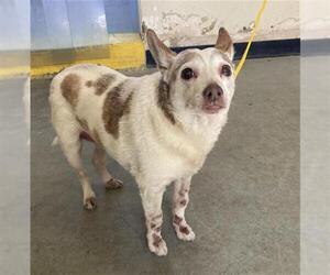Chihuahua-Unknown Mix Dogs for adoption in Camarillo, CA, USA