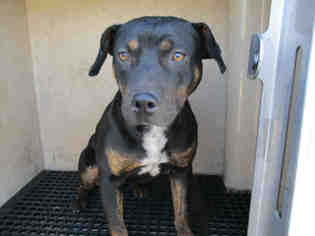 Rottweiler-American Pit Bull Terrier Dogs for adoption in Oklahoma City, OK, USA