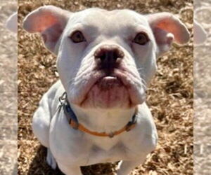 American Bulldog-Unknown Mix Dogs for adoption in Canton, CT, USA