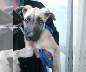 German Shepherd Dog-Unknown Mix Dogs for adoption in Oklahoma City, OK, USA
