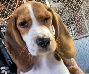 Beagle Dogs for adoption in Vail, AZ, USA