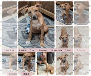 Boxer-Unknown Mix Dogs for adoption in Mesa, AZ, USA