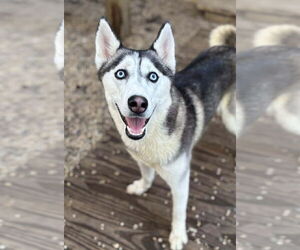 Siberian Husky-Unknown Mix Dogs for adoption in Matawan, NJ, USA