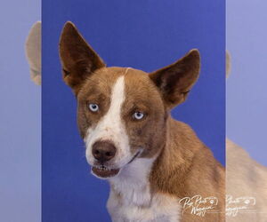 Australian Shepherd-Catahoula Leopard Dog Mix Dogs for adoption in Claremore, OK, USA