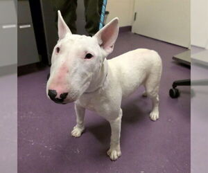 Bull Terrier Dogs for adoption in Long Beach, CA, USA
