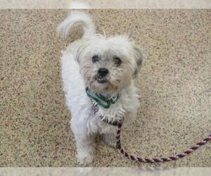 Shih-Poo Dogs for adoption in Springfield, MA, USA