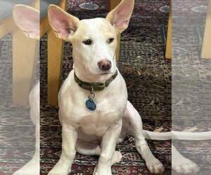 Mutt Dogs for adoption in pomfret, CT, USA