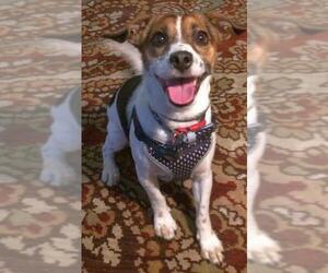 Jack-Rat Terrier Dogs for adoption in Rockaway, NJ, USA