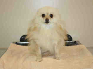 Pomeranian Dogs for adoption in Placerville, CA, USA