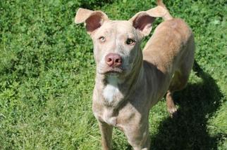 Medium Photo #1 American Pit Bull Terrier-Labrador Retriever Mix Puppy For Sale in Albany, GA, USA