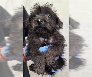 Mutt Dogs for adoption in San Bernardino, CA, USA