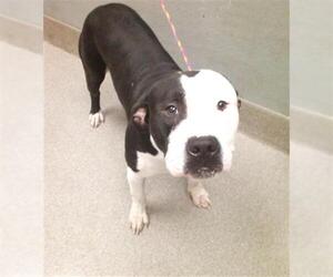 American Pit Bull Terrier-Unknown Mix Dogs for adoption in Las Vegas, NV, USA
