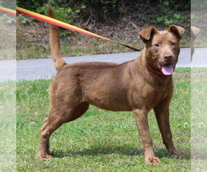 Chocolate Labrador retriever-Unknown Mix Dogs for adoption in Prattville, AL, USA