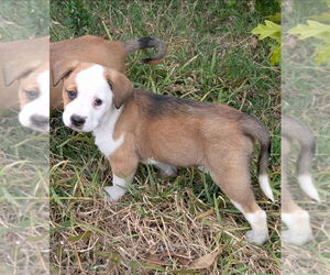 Labrador Retriever-Unknown Mix Dogs for adoption in Lakewood, CO, USA