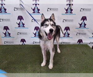 Siberian Husky Dogs for adoption in Orlando, FL, USA