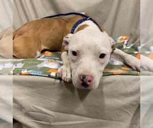 American Pit Bull Terrier-Unknown Mix Dogs for adoption in Modesto, CA, USA