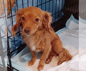 Chiweenie Dogs for adoption in Dallas, TX, USA
